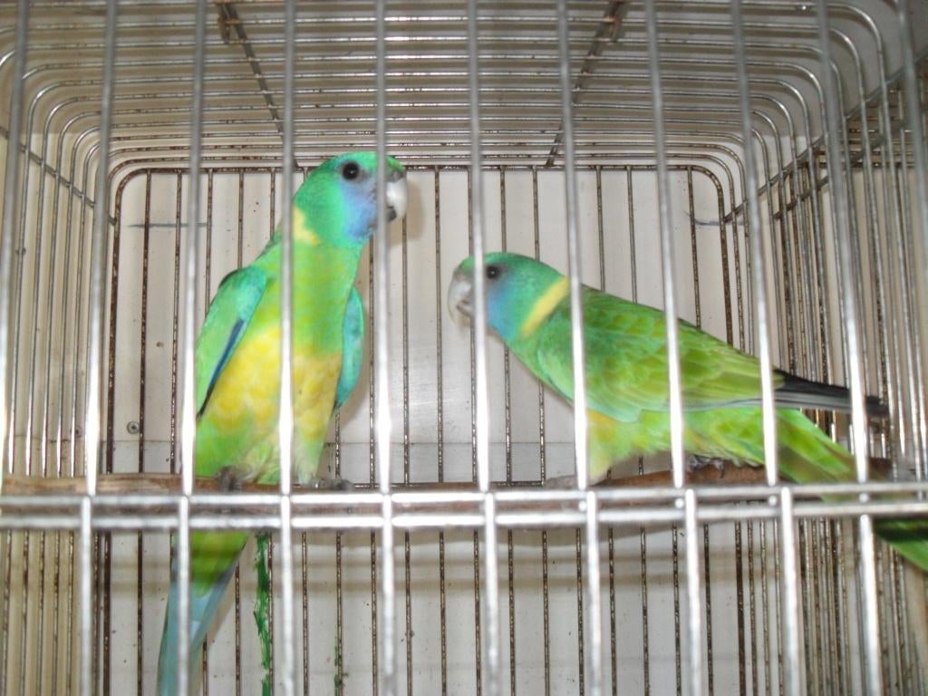 nu thuis, Dieren en Toebehoren, Vogels | Parkieten en Papegaaien, Parkiet, Mannelijk