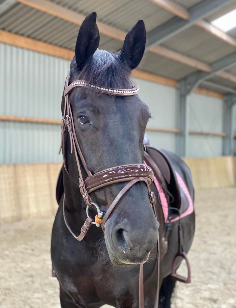Dobert havana hoofdstel extrafull met extra neusriem lak, Dieren en Toebehoren, Ophalen of Verzenden, Zo goed als nieuw, Dressuur