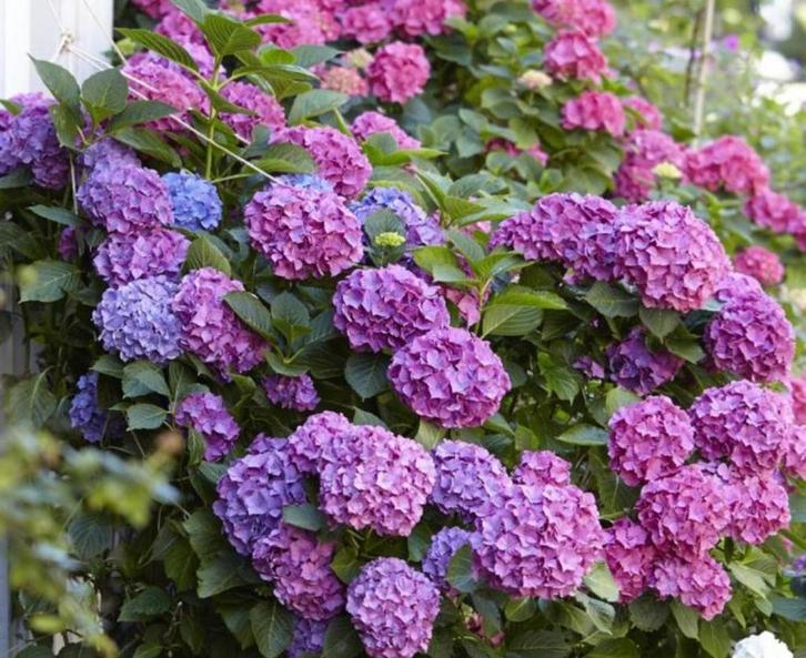10 volwassen boeren hortensia’s (Hydrangea macrophylla), Tuin en Terras, Planten | Tuinplanten, Vaste plant, Overige soorten, Halfschaduw