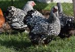 Gezocht! Zilver zwart gezoomde Wyandotte hennen kippen groot, Dieren en Toebehoren, Pluimvee, Vrouwelijk, Kip