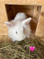 Hangoor/ leeuwenkop Konijntjes, Meerdere dieren, Dwerg, Hangoor