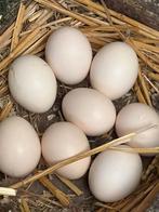 Broedeieren Hollandse kriel te koop, Geslacht onbekend, Kip