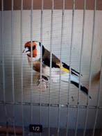 t.k. mooie wildkleur majoor putter man 2025, Dieren en Toebehoren, Vogels | Kanaries, Mannelijk, Kleurkanarie