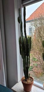 Grote Euphorbia Cactus - 115 cm hoog, Huis en Inrichting, Kamerplanten, Ophalen