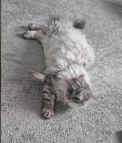 Britse grijs-witte kat, Dieren en Toebehoren, Katten en Kittens | Raskatten | Korthaar, Kater