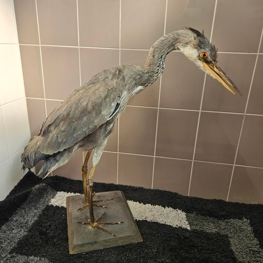 Opgezette Reiger opgezet taxidermie taxidermy geprepareerd, Verzamelen, Ophalen, Vogel, Opgezet dier