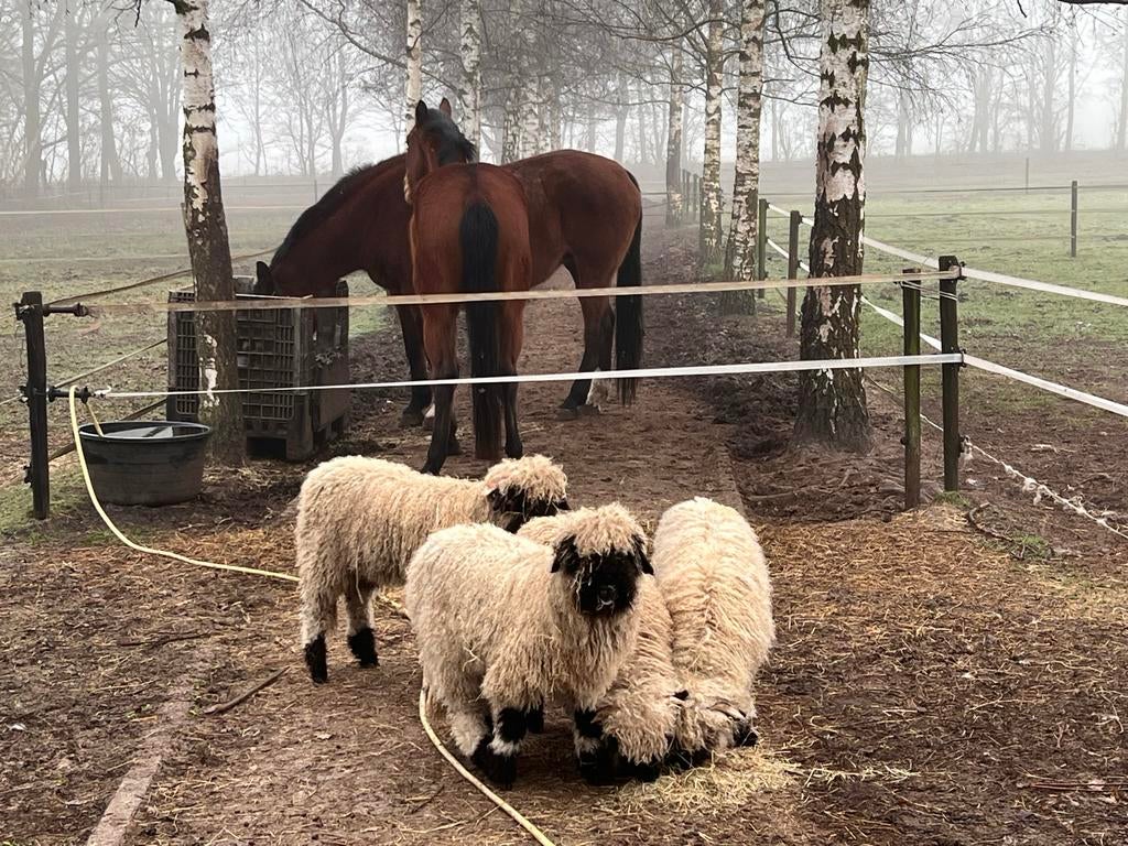 Nog enkele walliser schwarznase ooien en rammen, Meerdere dieren, Schaap