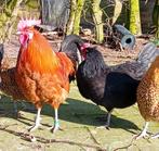 kippen (leg) hennen, Dieren en Toebehoren, Pluimvee, Vrouwelijk, Kip