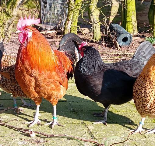 kippen (leg) hennen, Dieren en Toebehoren, Pluimvee, Kip, Vrouwelijk