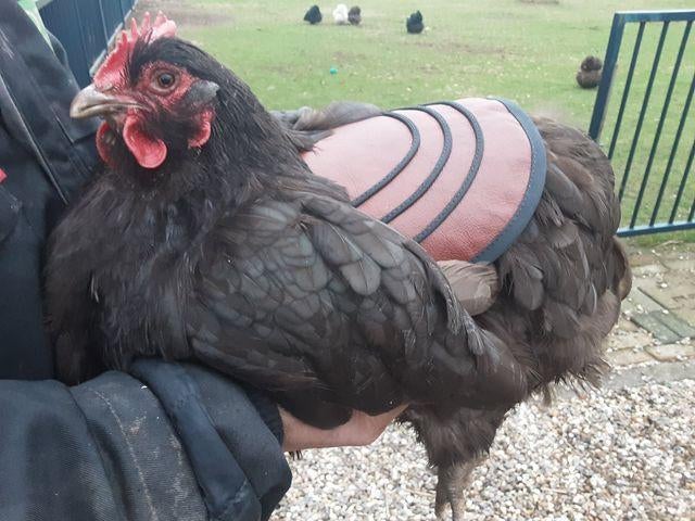 Extra breed kippenzadel (tegen wonden) - Mammientje Tien, Dieren en Toebehoren, Pluimvee, Kip, Vrouwelijk