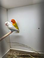 Koppel pale fallow blauw x groen, Meerdere dieren, Dwergpapegaai of Agapornis, Geringd