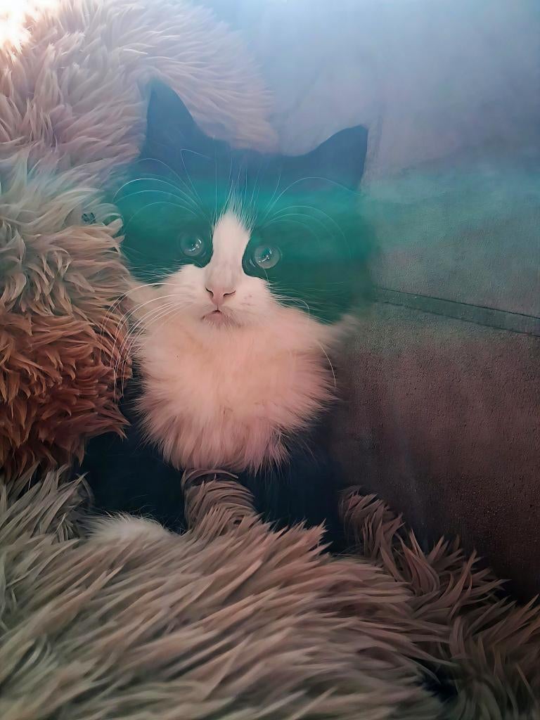 2 Solid Tuxedo Ragdoll kittens, Dieren en Toebehoren, Katten en Kittens | Raskatten | Langhaar, Poes, Ontwormd, 0 tot 2 jaar