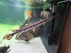 Longnose Gar Lepisosteus osseus, Vis, Zoetwatervis, Schoolvis