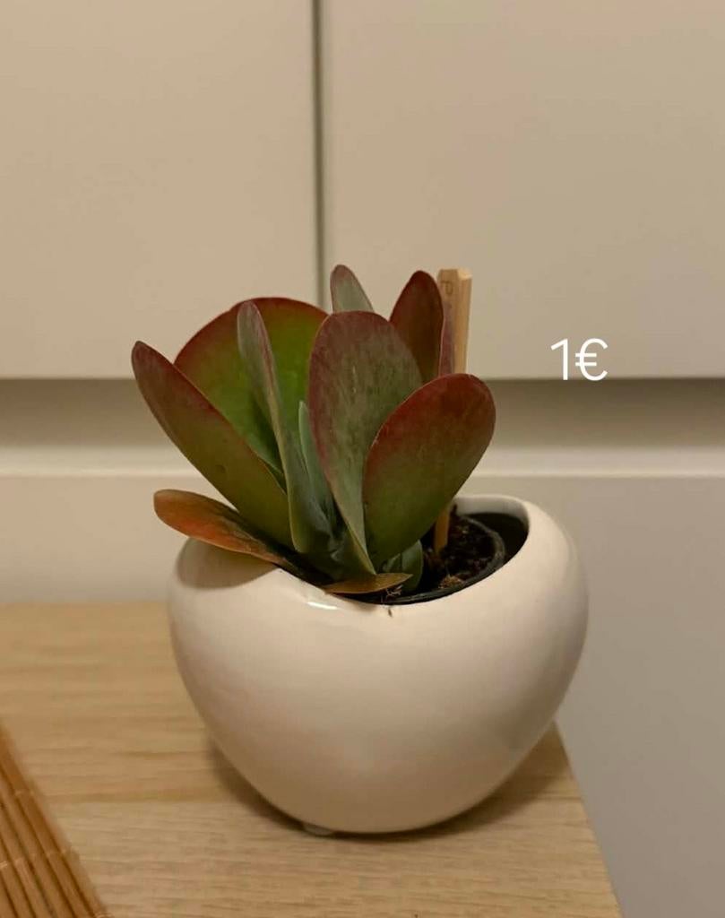 Planten, Ophalen, Volle zon