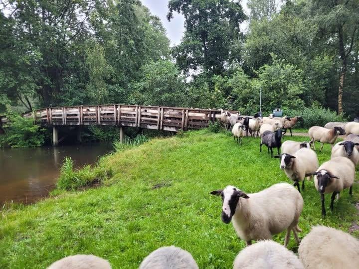 Wolfwerend raster subsidie afrastering, Meerdere dieren, Schaap