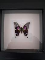 Ingelijste vlinder - Papilio blumei, Ophalen of Verzenden