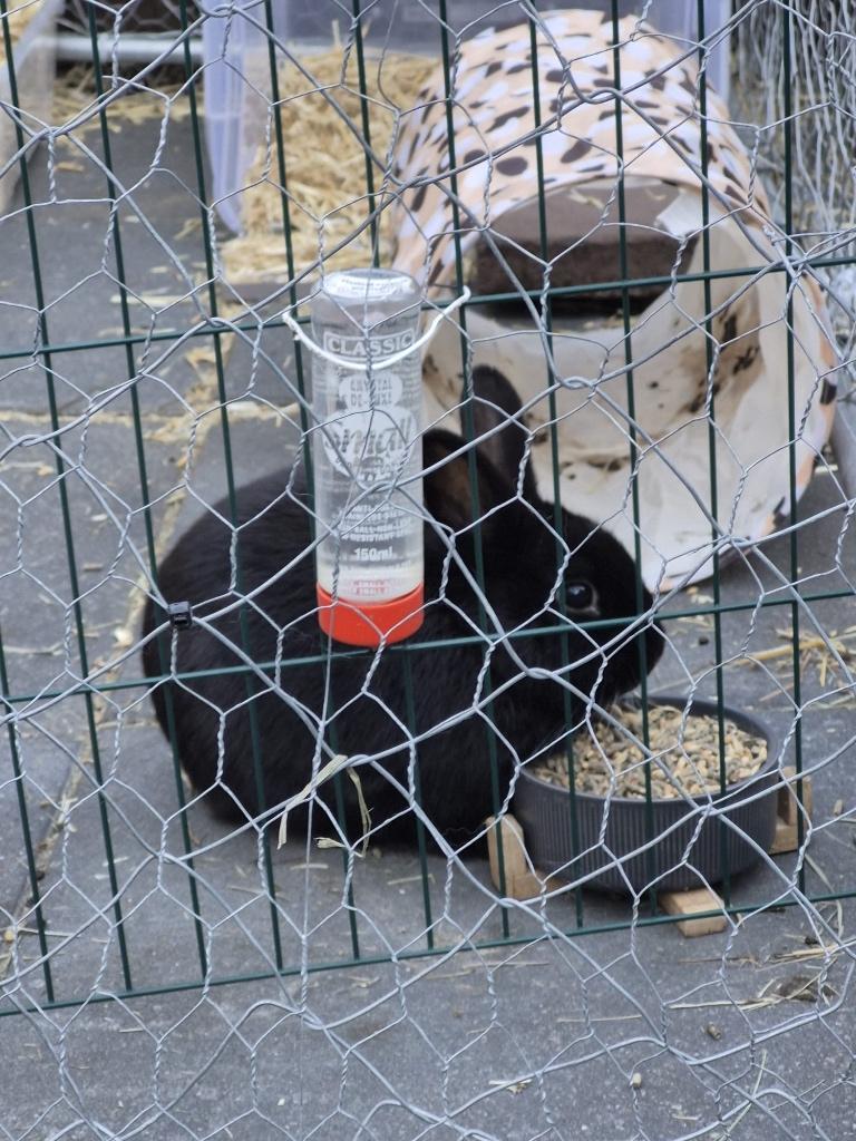 Konijntje, Dieren en Toebehoren, Konijnen, Mannelijk, Dwerg, 0 tot 2 jaar