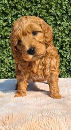 Lieve en sociale mini labradoodle pups🧸mini doodle, Parvo, Overige rassen, 8 tot 15 weken, Meerdere