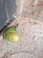 Een   mooie   jonge   engele    parkiet, Mannelijk, Parkiet