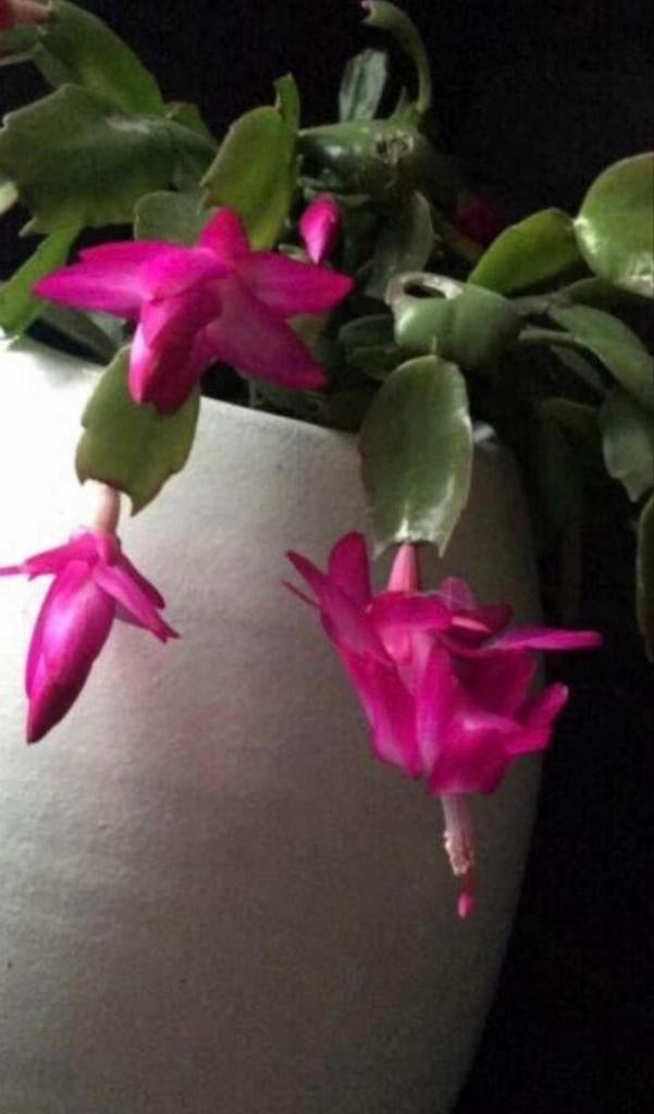 Hoge mooie grote vaas terracotta bloempot stijlvol handwerk, Tuin en Terras, Bloempotten, 25 tot 40 cm, Rond, Binnen, Ophalen of Verzenden