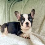 Franse bulldog pups blauwe ogen, Parvo, 8 tot 15 weken, Bulldog, Meerdere