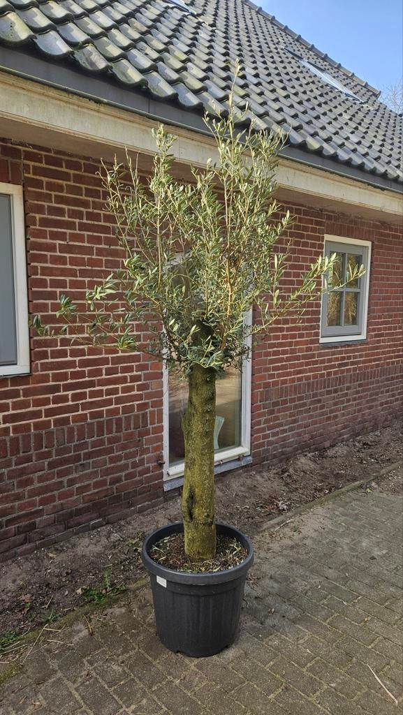 Prachtige Olijfboom in pot - Mediterrane sfeer, Tuin en Terras, Planten | Bomen, 100 tot 250 cm, Olijfboom, Zomer, Ophalen