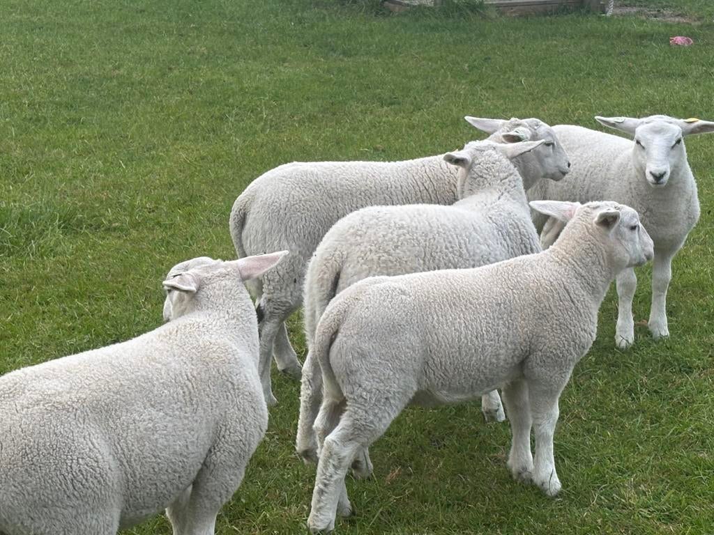 Swifter stamboek ooitjes, zwoegervrij, scrapie onverdacht, Dieren en Toebehoren, Vrouwelijk, Schaap, 0 tot 2 jaar