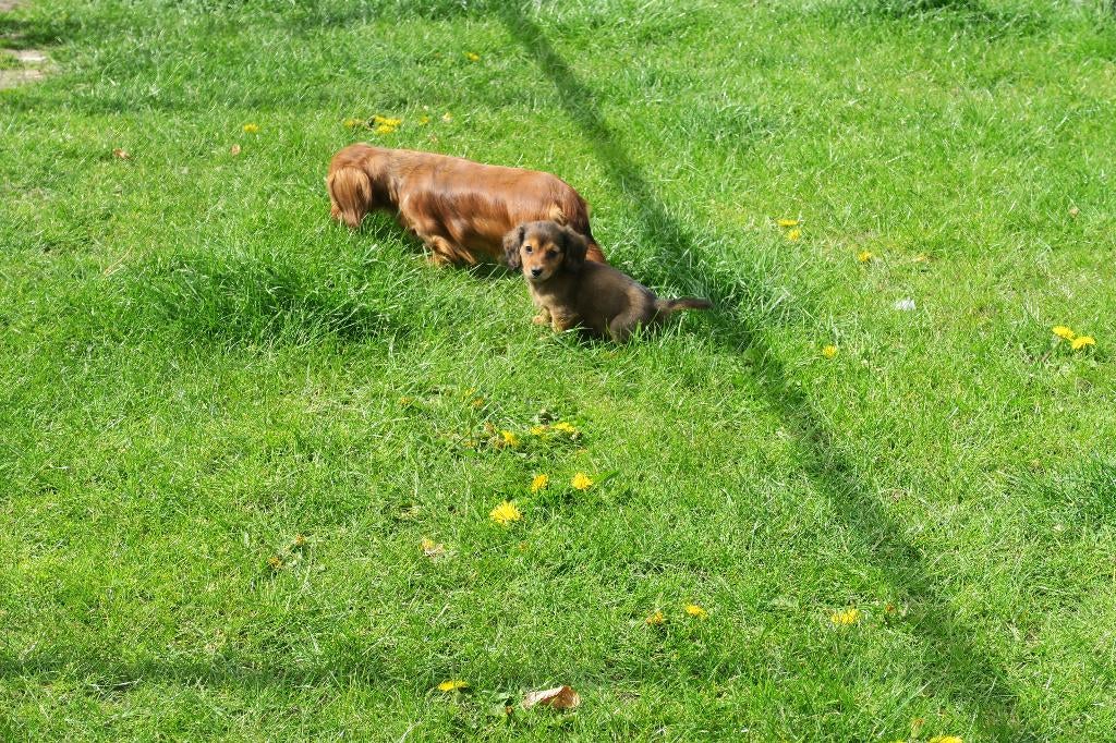 Langhaar dwerg Teckel pup reutje, Dieren en Toebehoren, Parvo, Nederland, Reu, 8 tot 15 weken