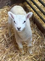 Tk fleslam ooi swifter x engelse texelaar, Dieren en Toebehoren, Vrouwelijk, Schaap