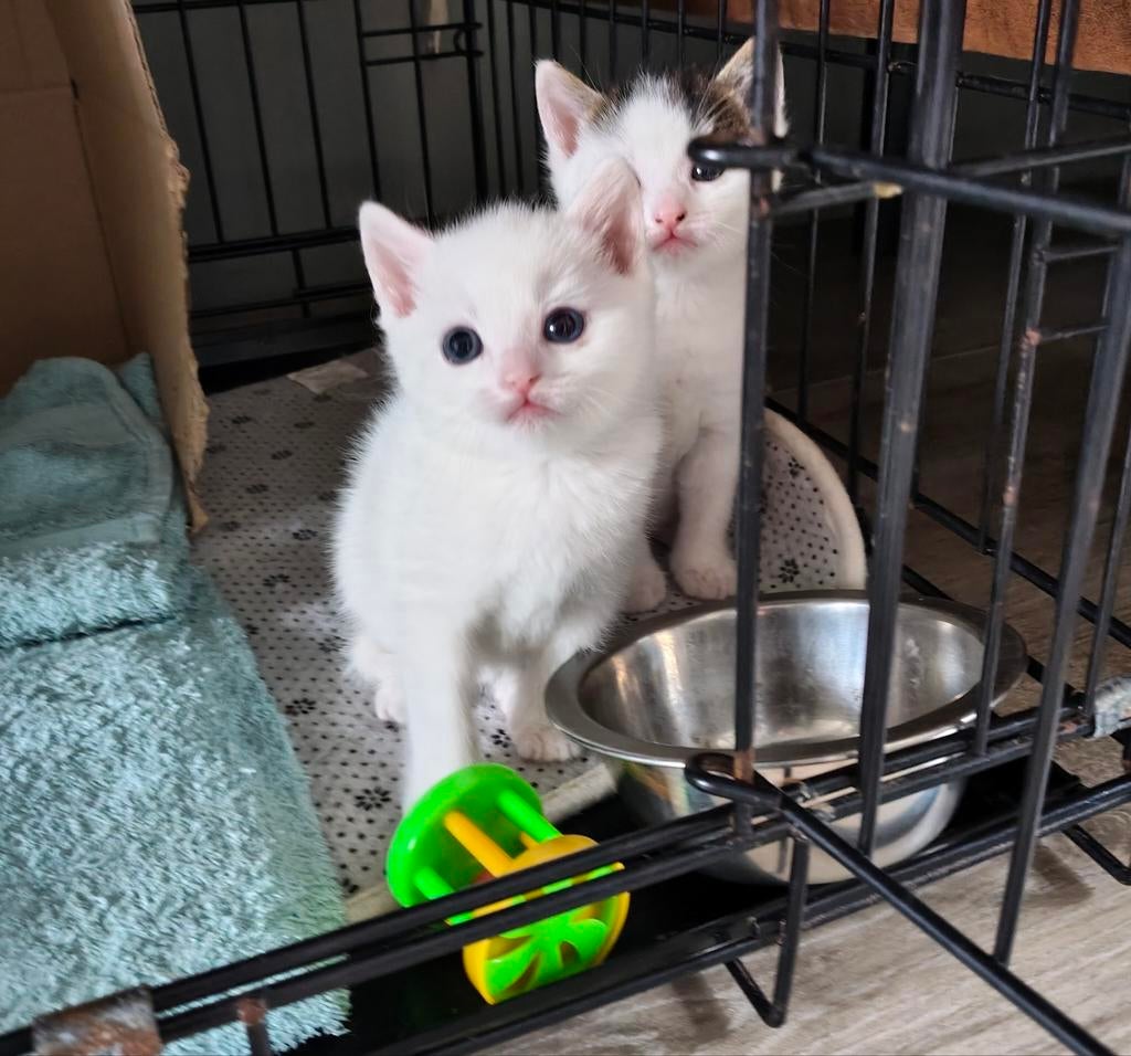 Kittens, Dieren en Toebehoren, Katten en Kittens | Overige Katten, Kortharig, Kater, 0 tot 2 jaar