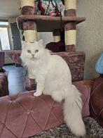 Kat, Dieren en Toebehoren