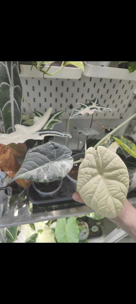 Alocasia Maharani corms, Huis en Inrichting, Kamerplanten, Ophalen of Verzenden, Halfschaduw, Minder dan 100 cm