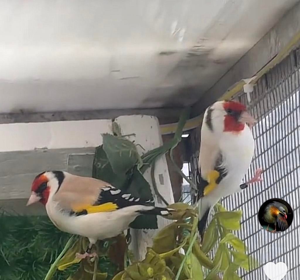 Majoor putter van buiten volière, Dieren en Toebehoren, Meerdere dieren, Wildzangvogel, Geringd