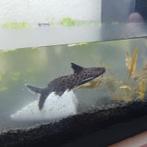 Synodontis petricola, dwergmeerval, Vis