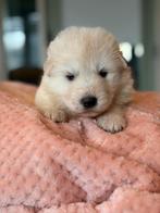 Lieve Witte Herder Pups met stamboom!, Parvo, Nederland, 8 tot 15 weken, Meerdere