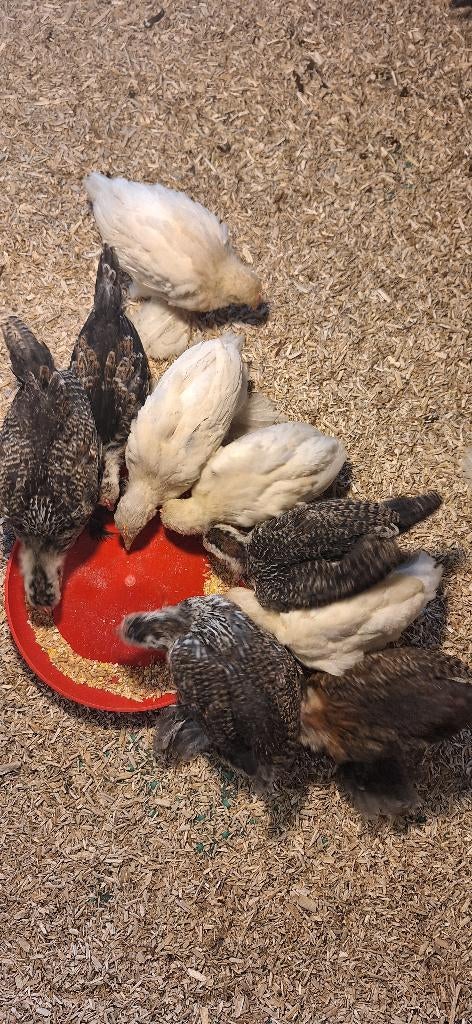 Sabelpoot kriel kuikens, Dieren en Toebehoren, Pluimvee, Kip, Geslacht onbekend