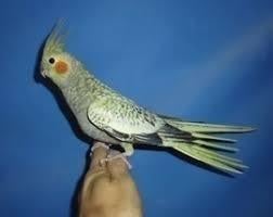 Tamme Valkparkiet die graag bij je komt zitten, Dieren en Toebehoren, Vogels | Parkieten en Papegaaien, Meerdere dieren, Papegaai