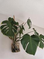 Middelgrote Monstera Deliciosa - Groene Kamerplant, Huis en Inrichting, Overige soorten, In pot, Minder dan 100 cm, Groene kamerplant
