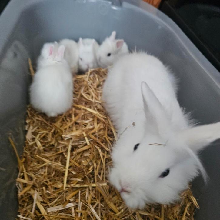 Baby konijnen, Dieren en Toebehoren, Konijnen, Dwerg, Meerdere dieren