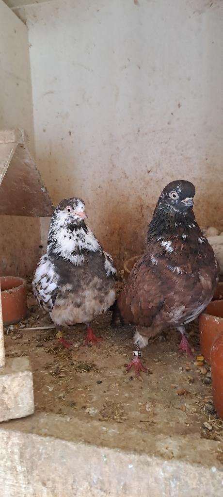 Portugese tuimelaars, Meerdere dieren, Tuimelaar of Roller