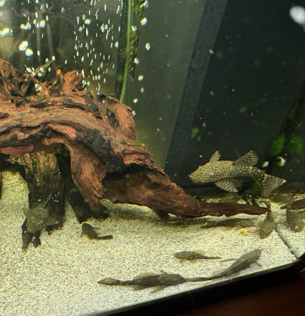 Pleco’s, Vis