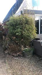 Bamboe, Ophalen, Bloeit niet, Overige soorten