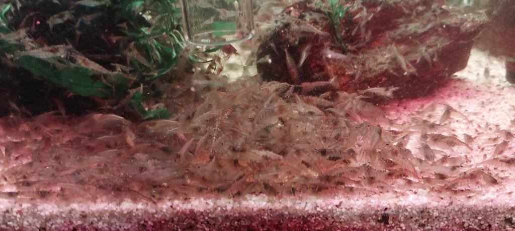 Garnalen wild kleur, Kreeft, Krab of Garnaal