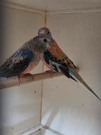 Blauw koppel bourks, Meerdere dieren, Parkiet