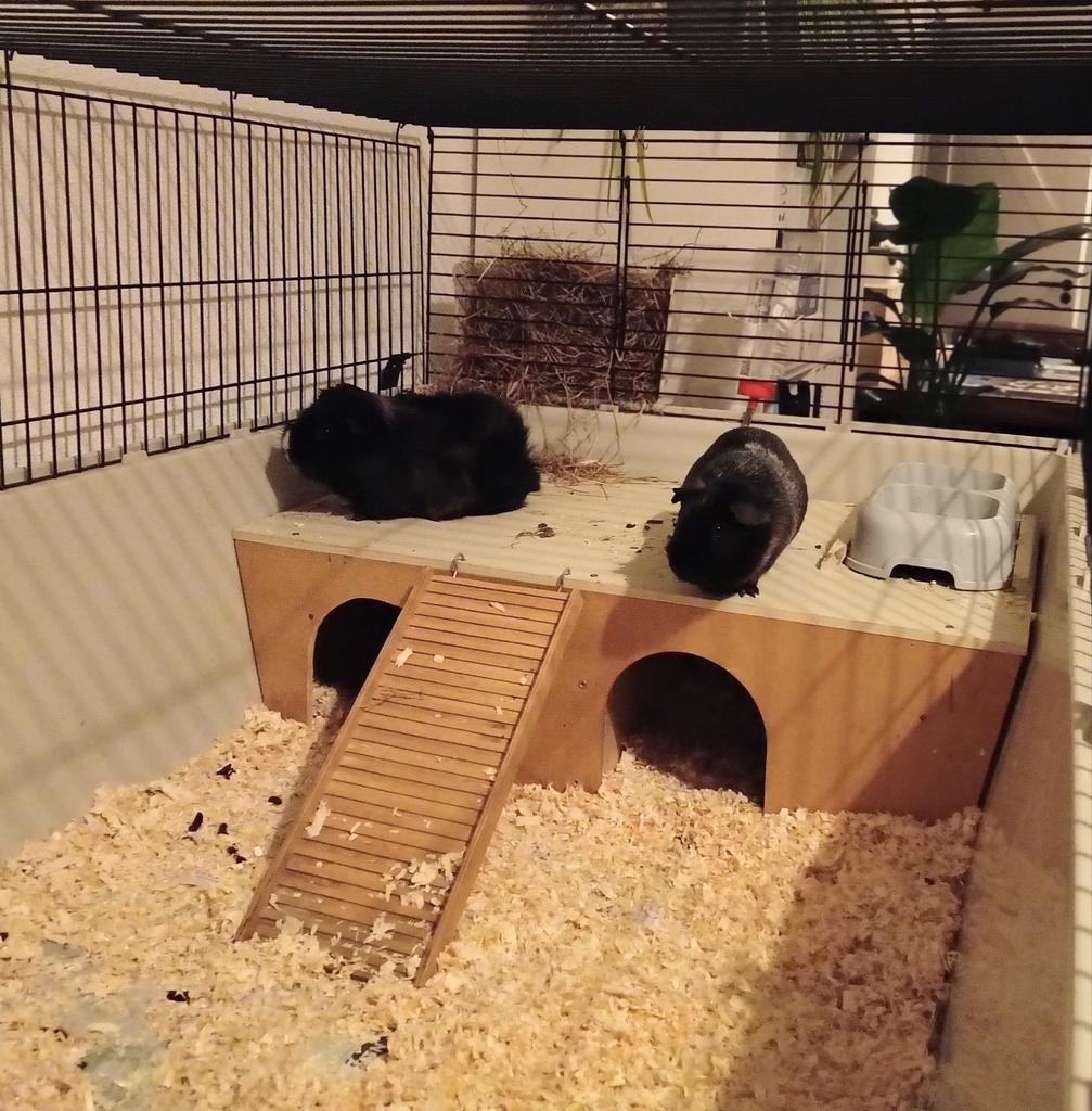 Twee cavia beren met toebehoren, Februari, Mannelijk, Cavia