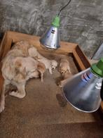 prachtige golden retriever x labrador pups, Golden retriever, 8 tot 15 weken, Meerdere, Meerdere dieren