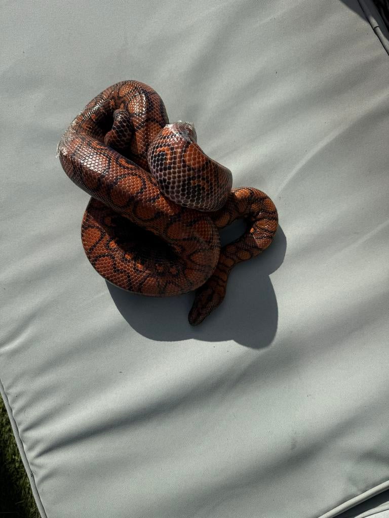 Regenboog boa, Slang, Tam, 3 tot 6 jaar