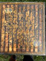 Bijenvolken te koop, Bijen