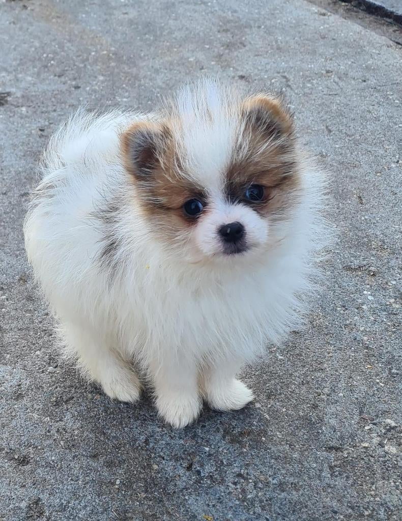 Pomernians  9weken, Dieren en Toebehoren, Honden | Poolhonden, Keeshonden en Oertypen, Reu, Keeshond, Particulier, Eén hond, Nederland