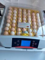 Broedeieren Cochin (kriel) ook krulveer ️, Dieren en Toebehoren, Pluimvee, Geslacht onbekend, Kip